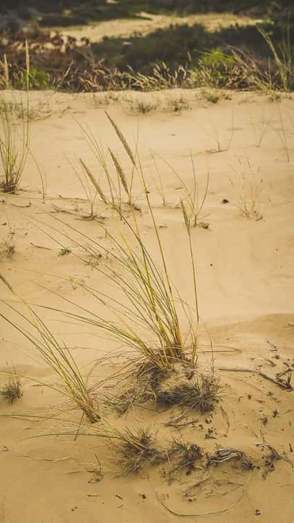 De Kale Duinen