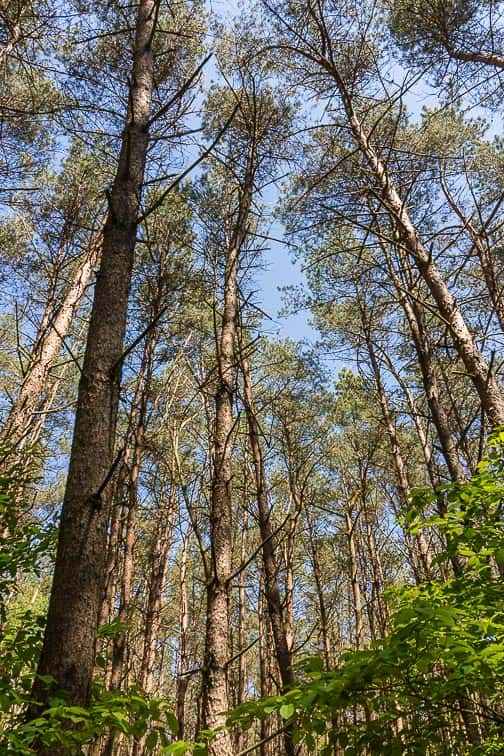 Bomen