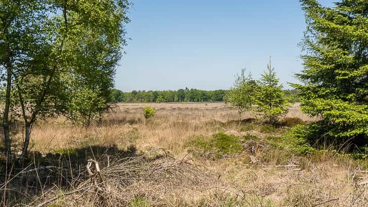 Dwingelderveld