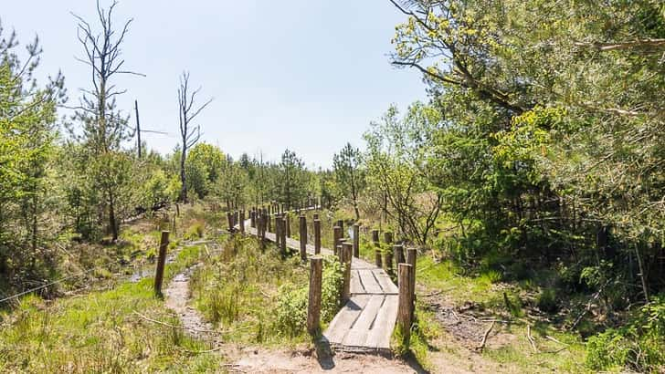 Dwingelderveld Drenthe