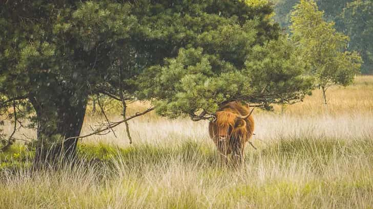 Doldersummerveld, Drents Friese WOld