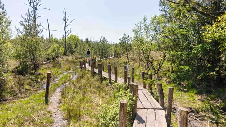 Plankepad Dwingelderveld - natuurhuisjes in drenthe