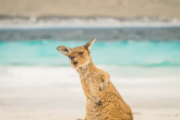 Kangoeroe op Lucky Bay