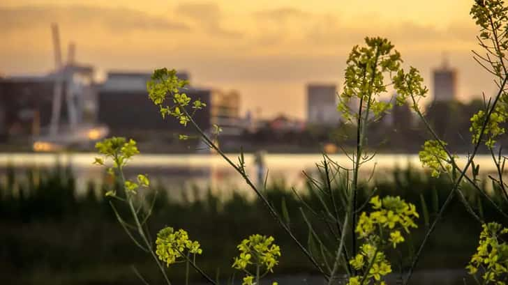 Natuur in Poznan Polen