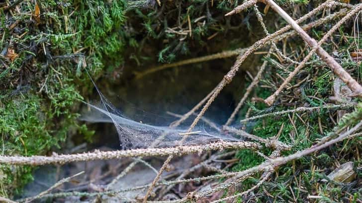 Botassart wandeling Ardennen