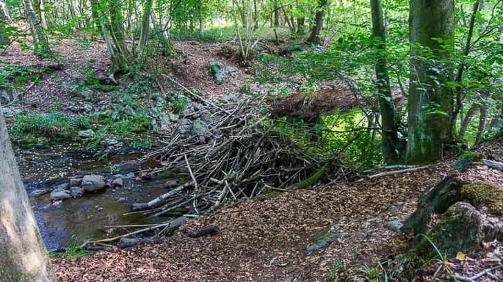 Bevers in de Ardennen