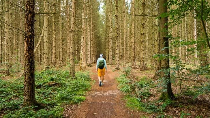 Wandelen in het Fochteloërveen