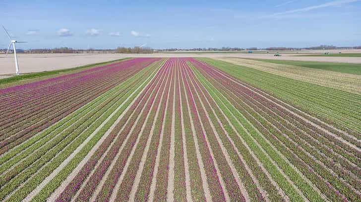 Bloemenvelden Groningen