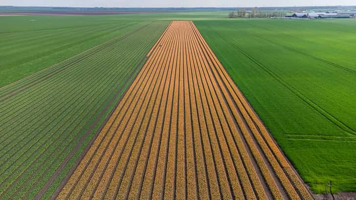 Tulpenvelden in Groningen bij Beerta