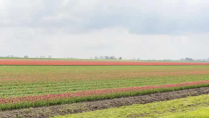 Tulpenveld Reiderwolderpolder