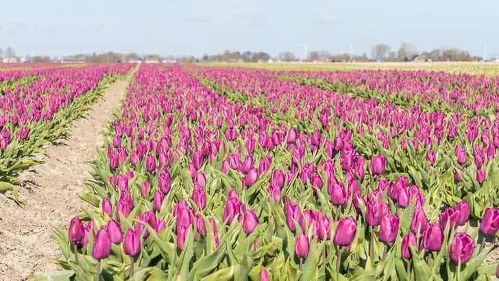 Tulpenvelden bij Oldenzijl