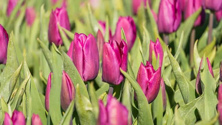 Tulpenvelden in Groningen bij Oldenzijl