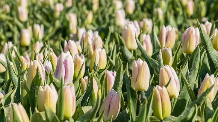 Tulpenvelden bij Oldenzijl