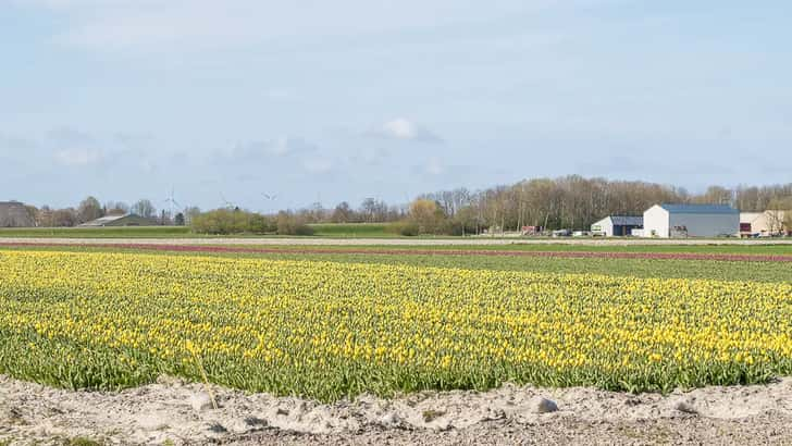 Bloemenvelden bij Uithuizermeeden