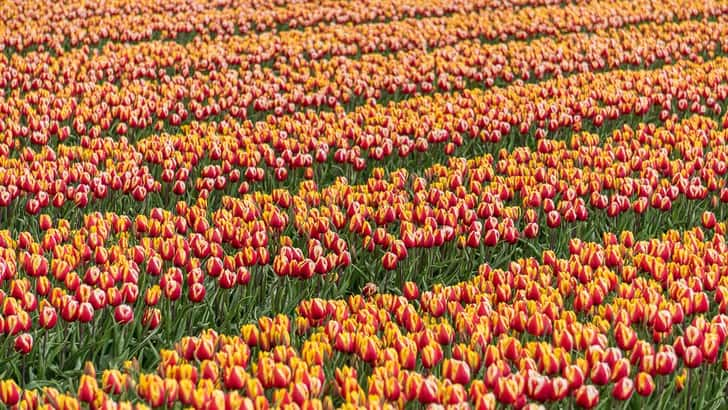 Tulpenvelden bij Beerta