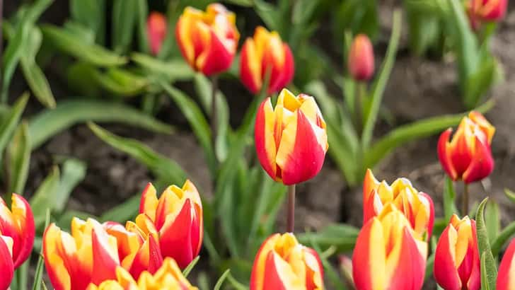 Tulpenvelden bij Beerta