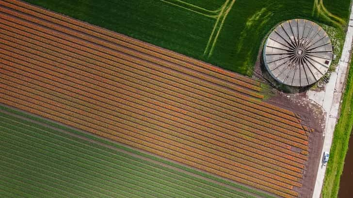 Tulpenvelden in Groningen bij Beerta