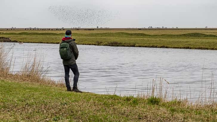 Oostvaardersplassen Nationaal park Nieuw Land