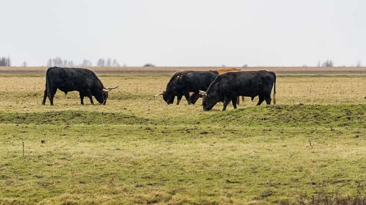 Oostvaardersplassen Nationaal park Nieuw Land