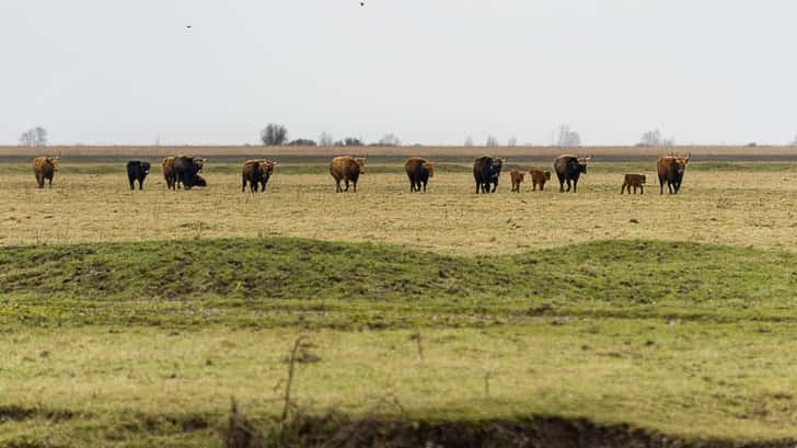 Oostvaardersplassen Nationaal park Nieuw Land