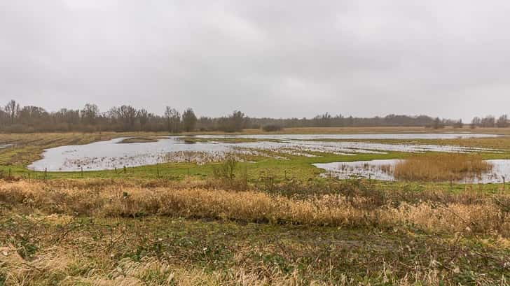 Lepelaarsplassen