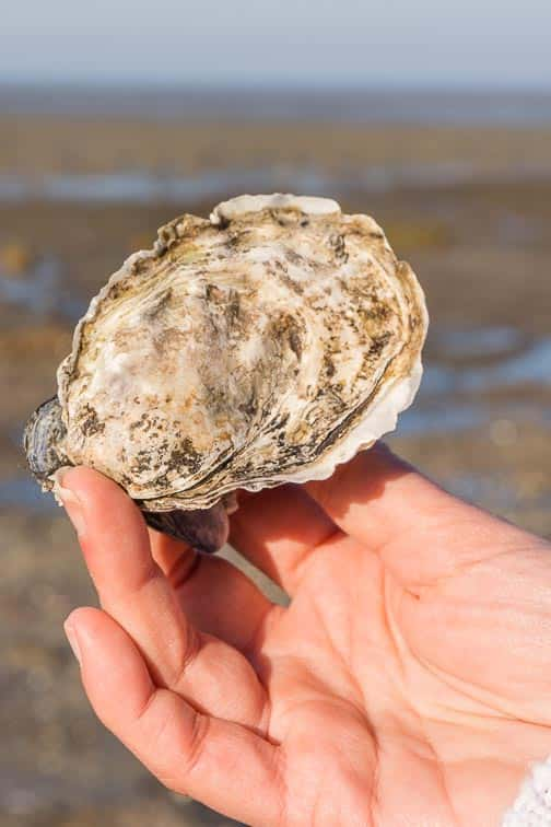 Waddenzee Werelderfgoed Wierum