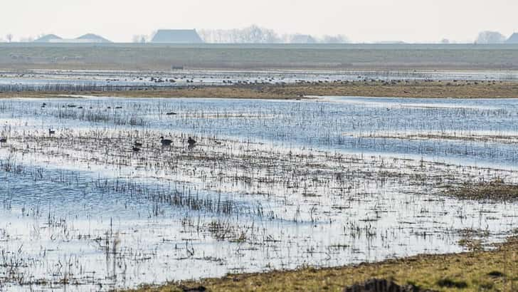 De Bantpolder