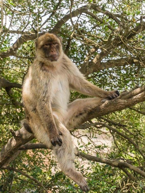 Bergapen spotten in Gibraltar