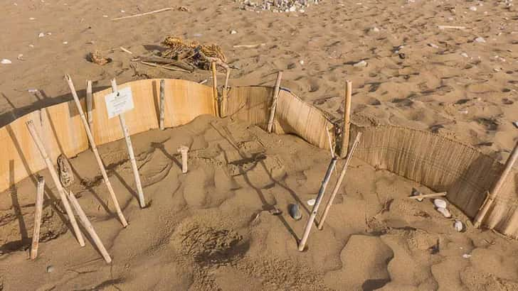 Zeeschildpadden walhalla Elea Beach