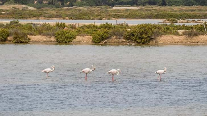 Flamingo's in Ria Formosa