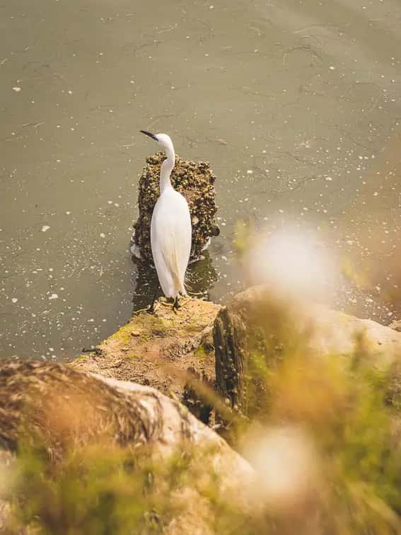 Vogels in Ria Formosa