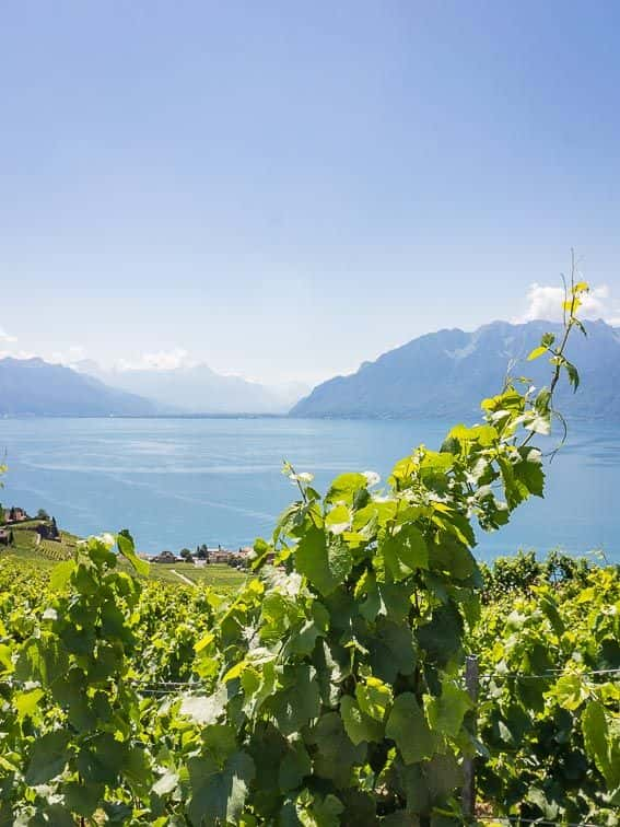 Lavaux wijnregio