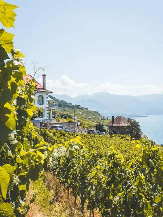 Lavaux wijnregio