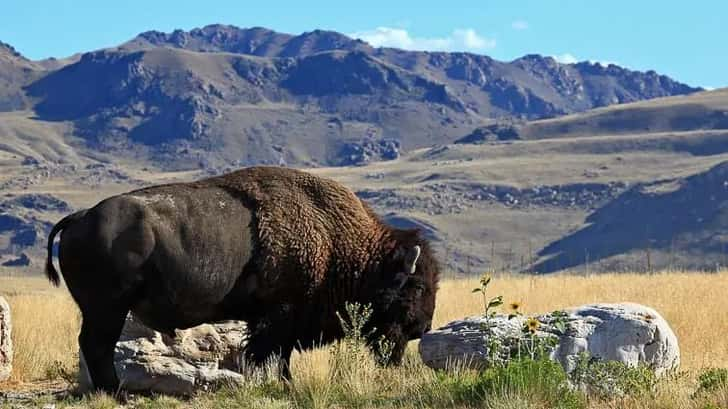 Antelope Island