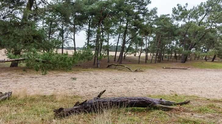 Loonse en Drunense Duinen Van Gogh Nationaal Park