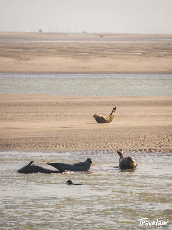 Zeehonden Opaalkust Frankrijk