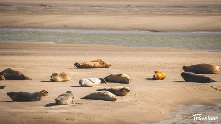 Zeehonden spotten op Berck Plage