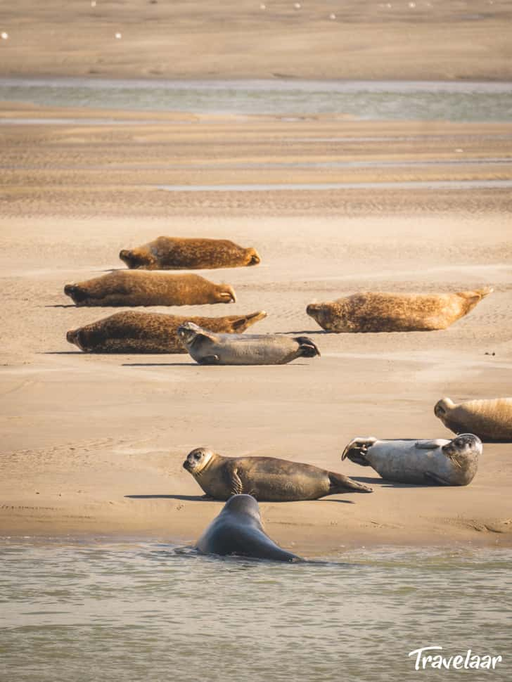 Zeehonden Berck Plage