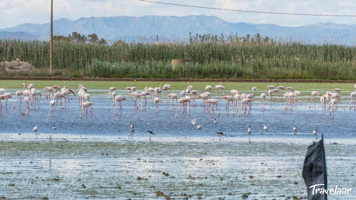 Flamingo's in de Ebro-Delta