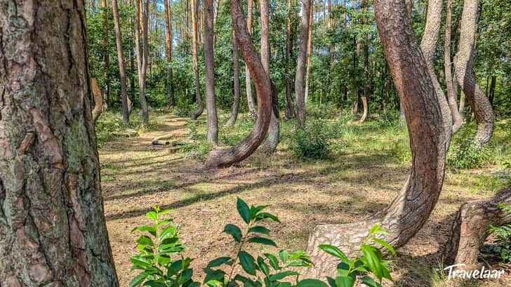 Crooked forest Polen