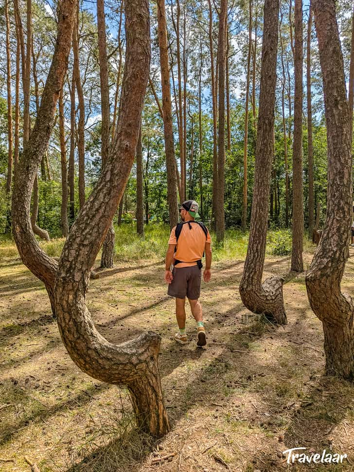 Crooked Forest