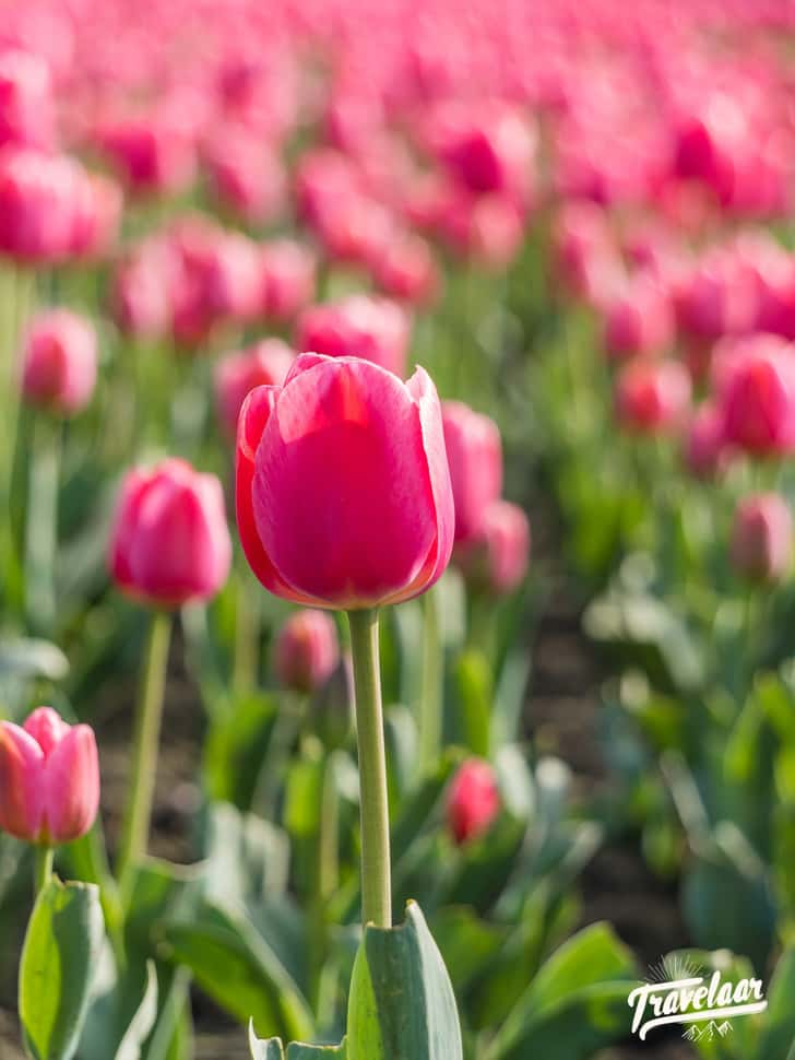 Tulpenvelden in Drenthe