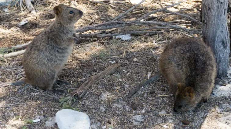 dagtrips perth - rottnest island