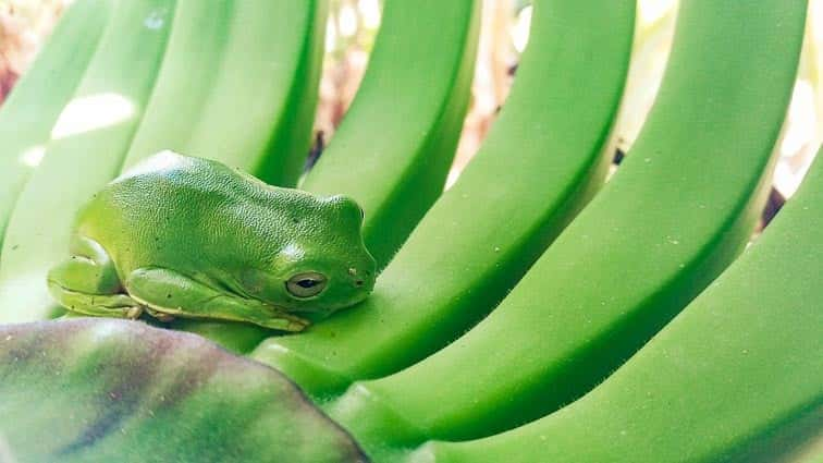 Dieren in Australië. Groene Boomkikker