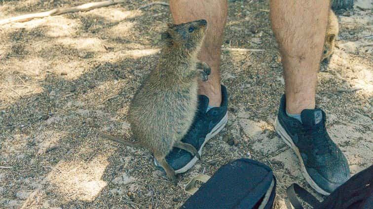 Quokka Rottnest Island