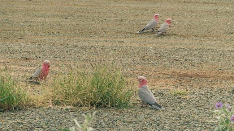 Dieren in Australië.