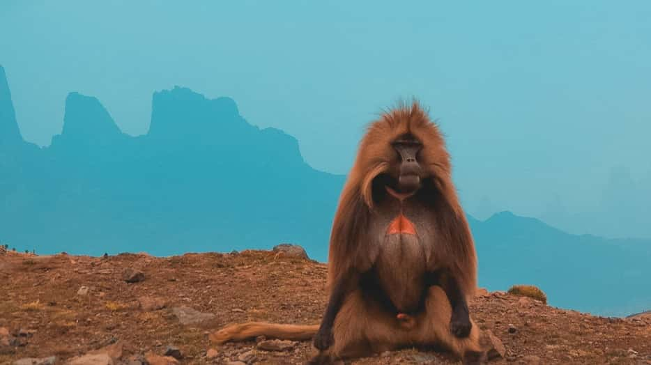 Gelada Baviaan in Ethiopië, Simien Mountains nationaal park