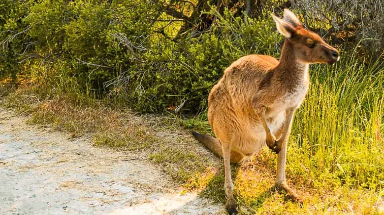 Perth bezienswaardigheden. Kangoeroes op Heirisson Island