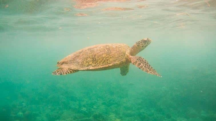 Schildpad Gili eilanden