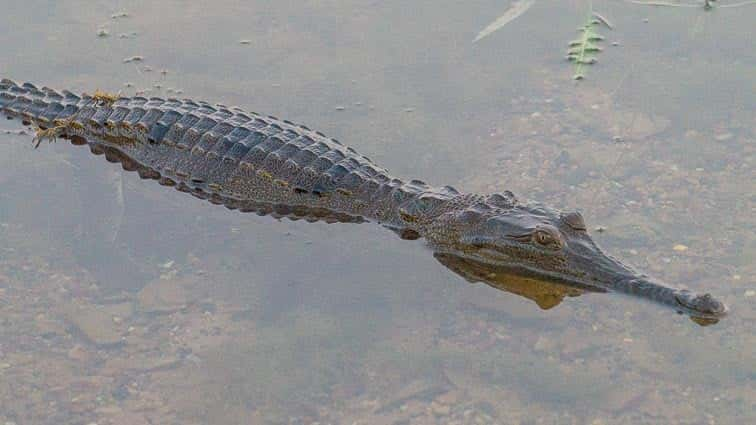 Kununurra Australië